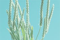 哪里能长期的电话轰炸机